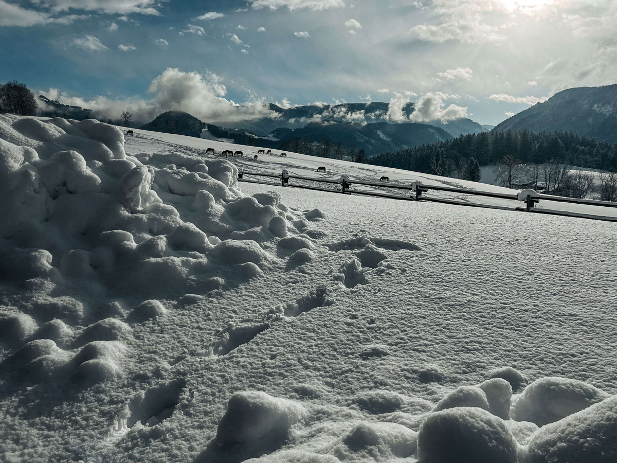 Winterstellgut Schnee2 Winterstellgut Schnee2