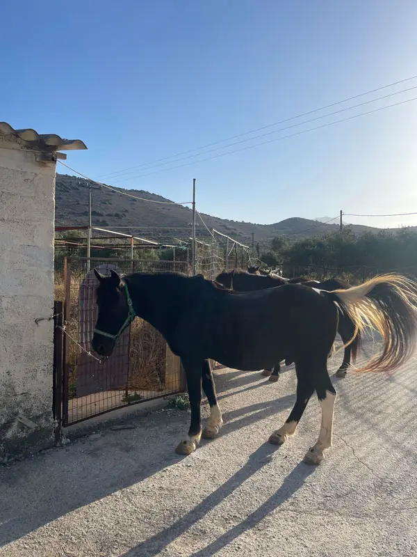 COCOtravel Kreta Intercontinental Reiten5 COCOtravel Kreta Intercontinental Reiten5