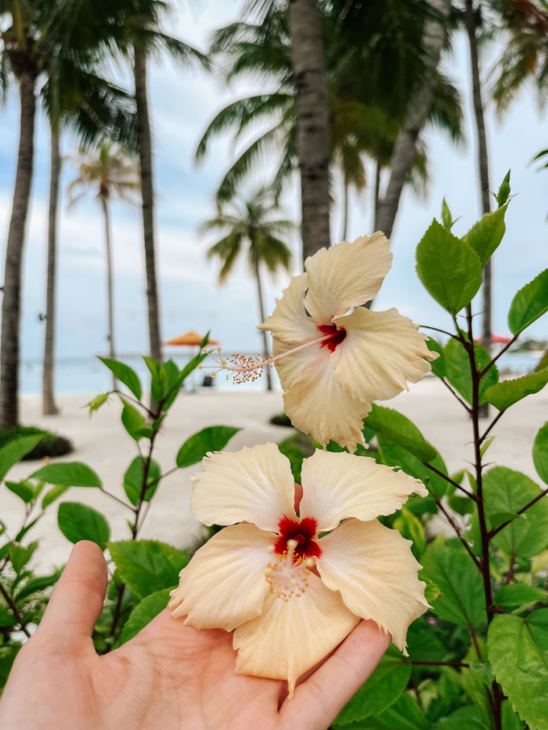 COCOtravel Oblu Select Lobigili Hibiskus COCOtravel Oblu Select Lobigili Hibiskus