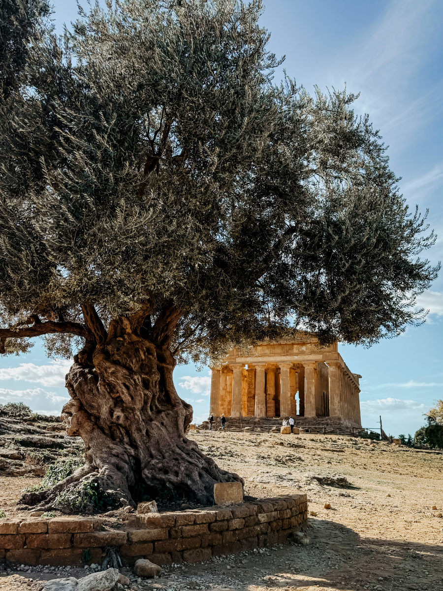 COCOtravel Sizilien Adler 12