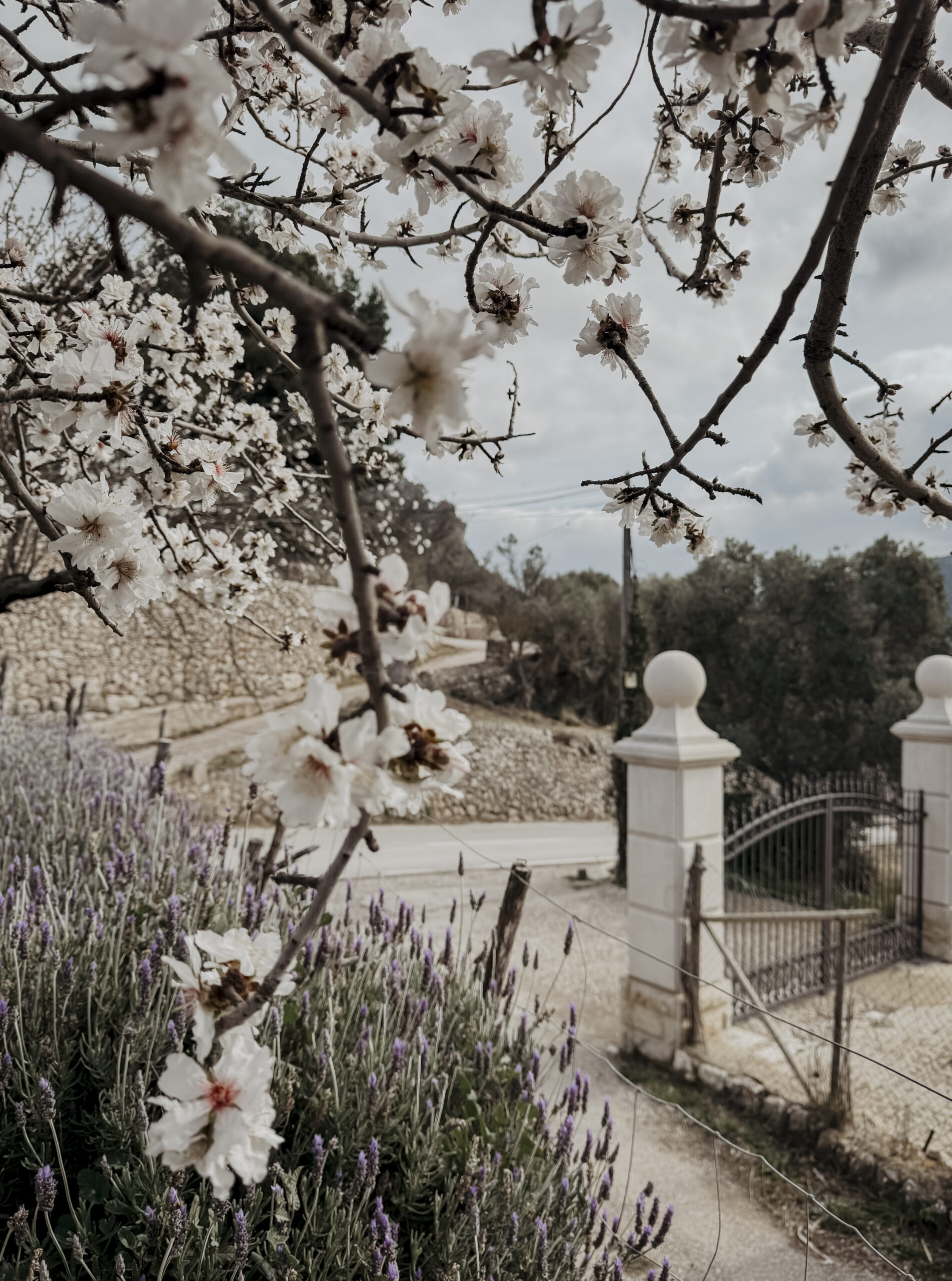 COCOtravel Mallorca VillaRiviera Mandelbluete 24 scaled