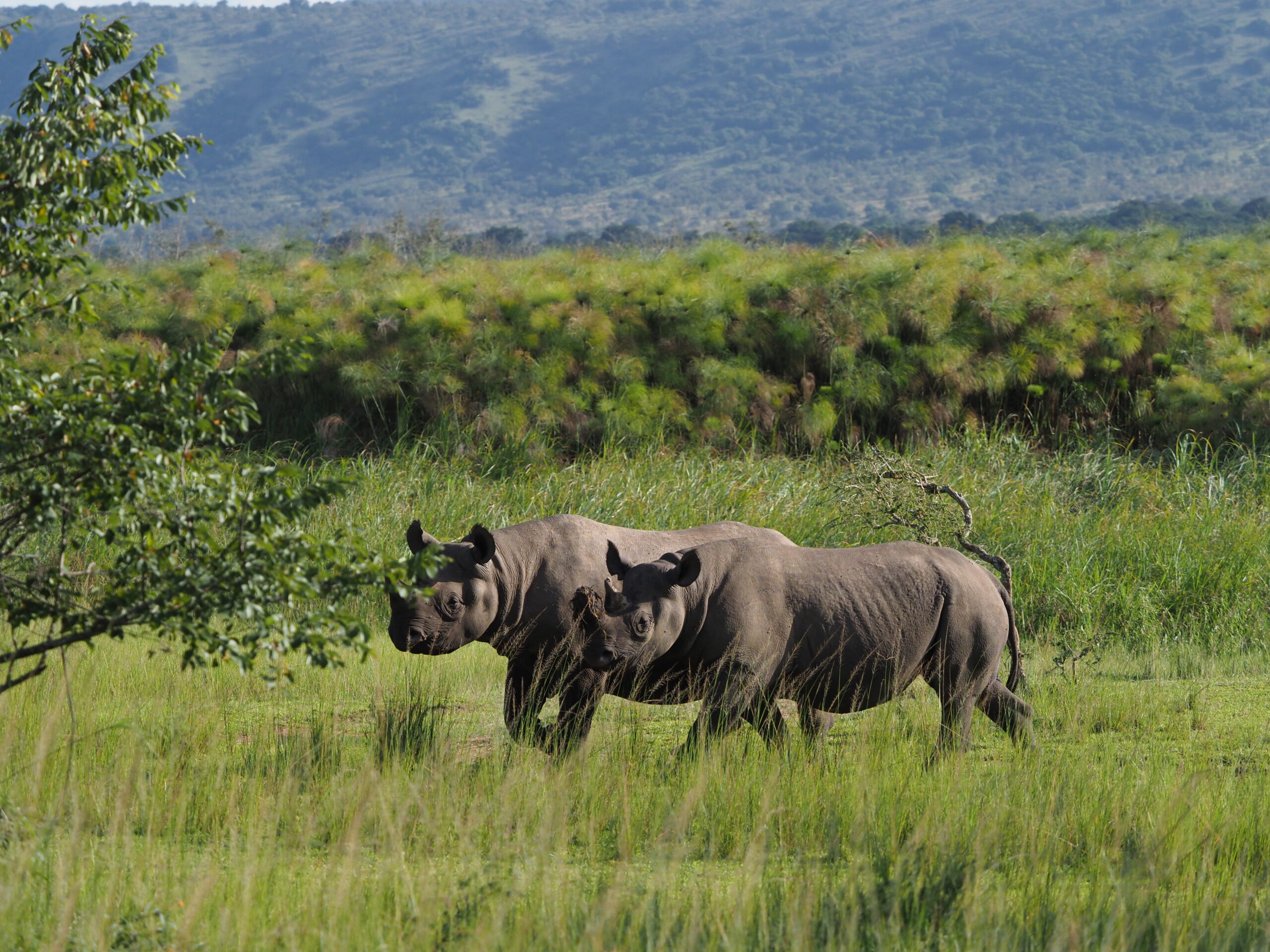 Rhino duo Isaac Kalio scaled