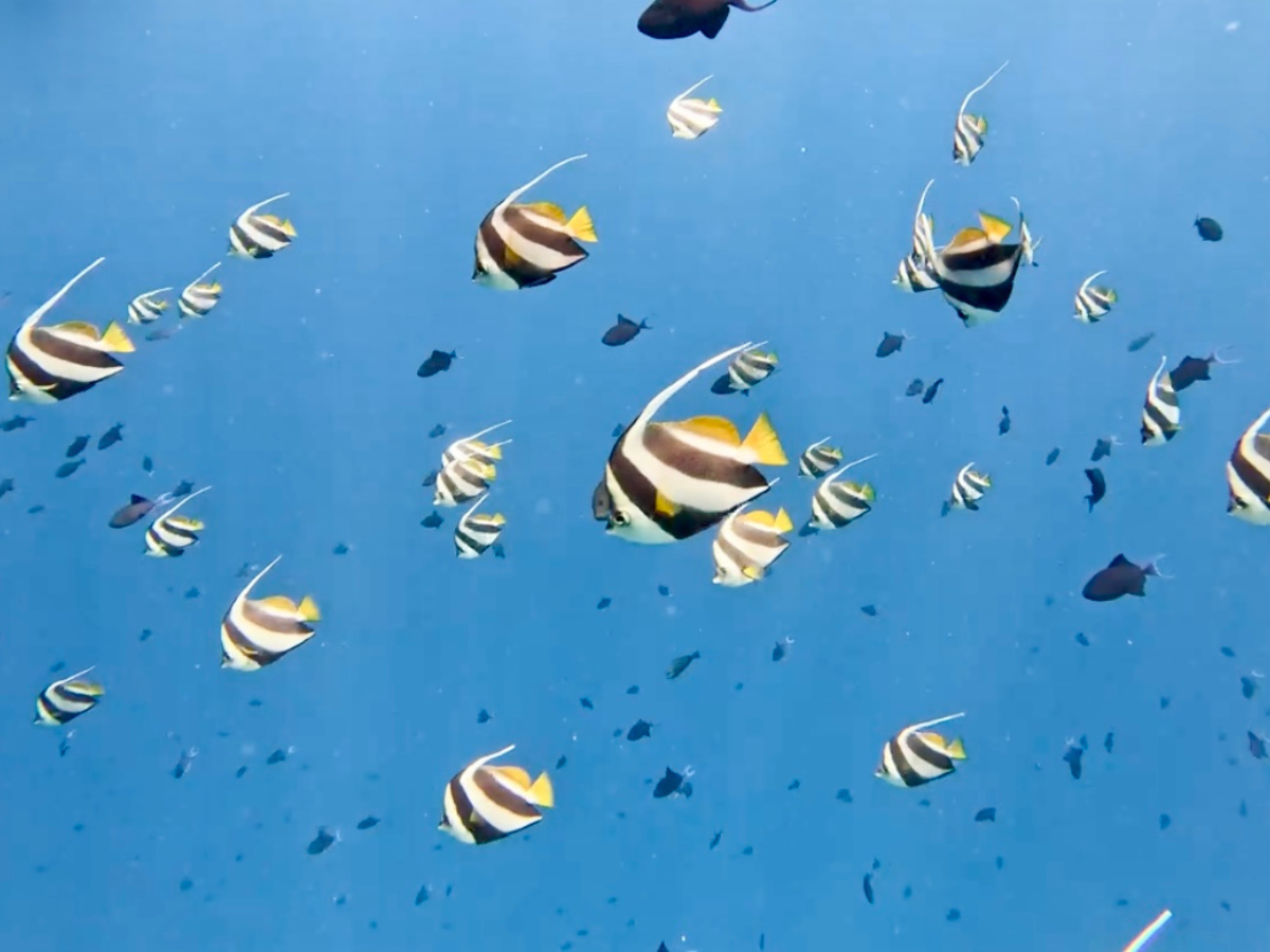 COCOtravel Malediven ObluNature Fische COCOtravel Malediven ObluNature Fische