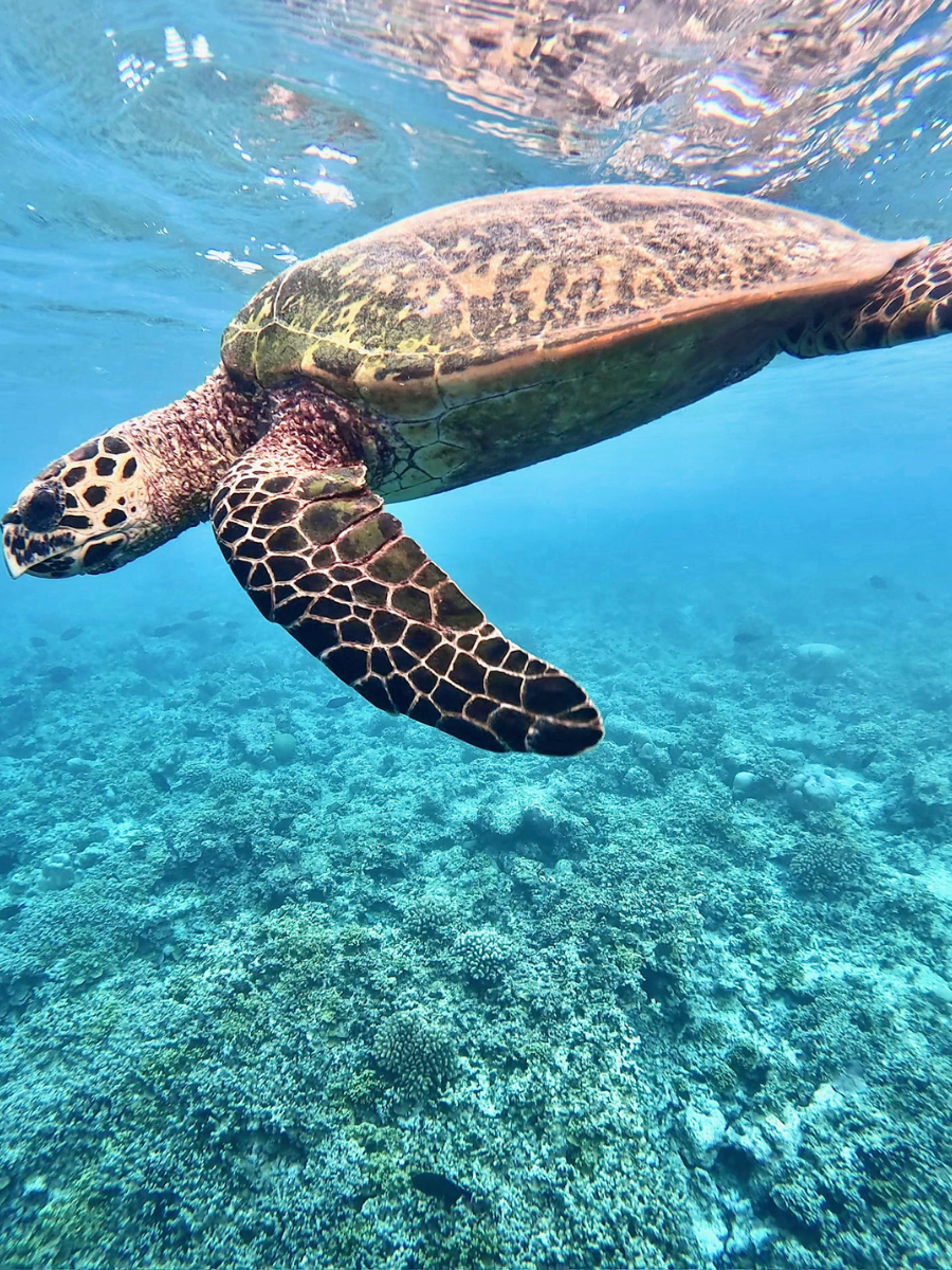COCOtravel Malediven ObluNature Schildkroete COCOtravel Malediven ObluNature Schildkroete