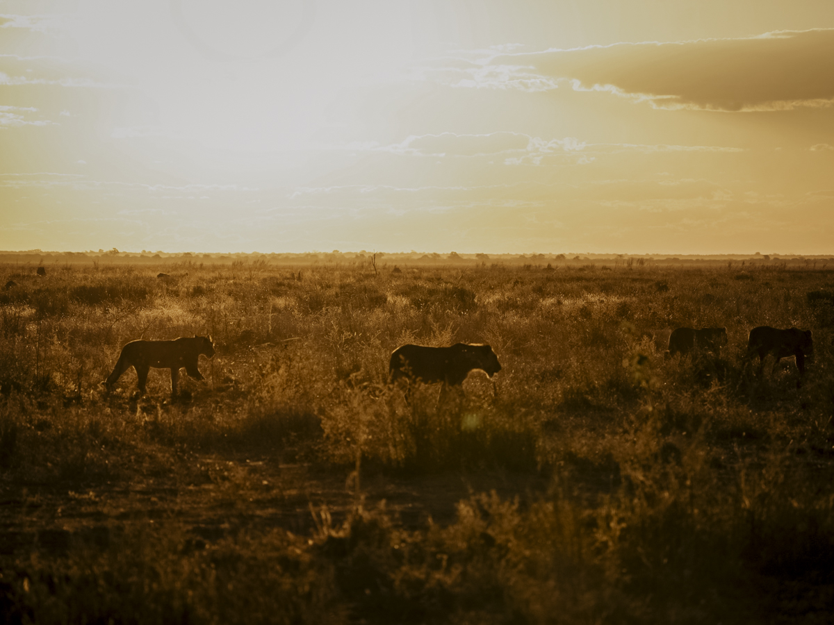 COCOtravel Afrika Wilderness Mokete Gamedrive COCOtravel Afrika Wilderness Mokete Gamedrive