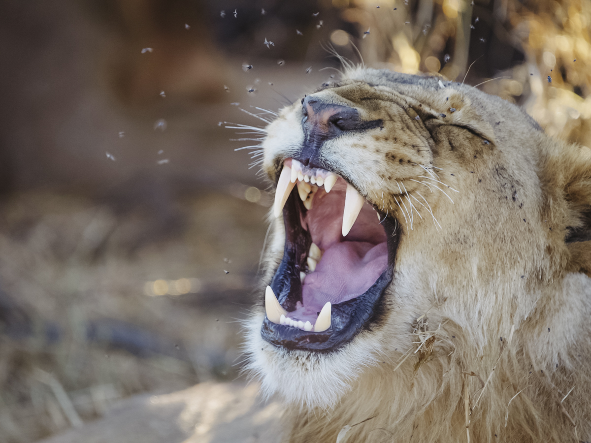 COCOtravel Afrika Wilderness Mokete Gamedrive COCOtravel Afrika Wilderness Mokete Gamedrive