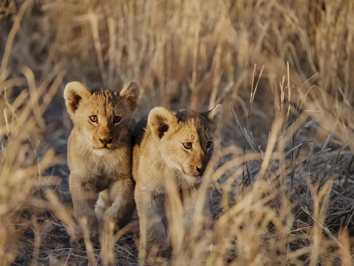 COCOtravel Afrika Wilderness Mokete Gamedrive COCOtravel Afrika Wilderness Mokete Gamedrive