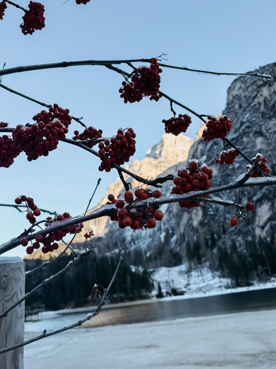 COCOtravel Südtirol Leitlhof SeemitVogelbeeren2