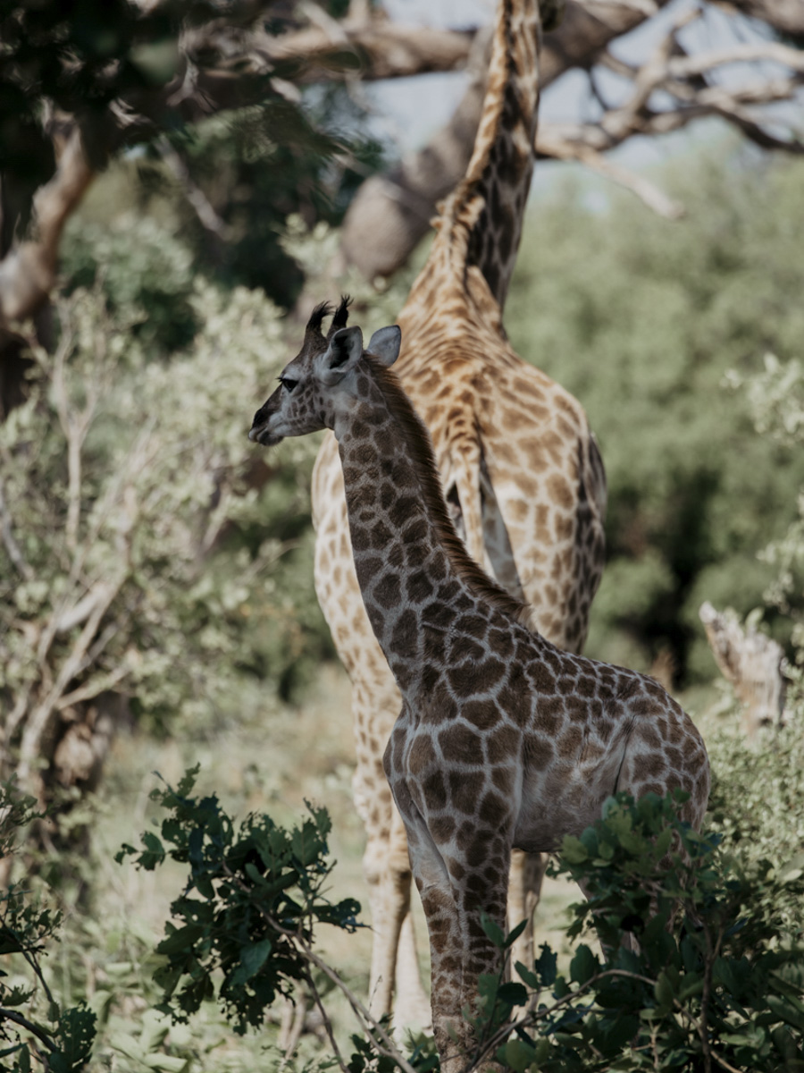 COCOtravel Botswana GreatPlains DubaExplorersCamp Safari GameDrive 50 COCOtravel Botswana GreatPlains DubaExplorersCamp Safari GameDrive 50