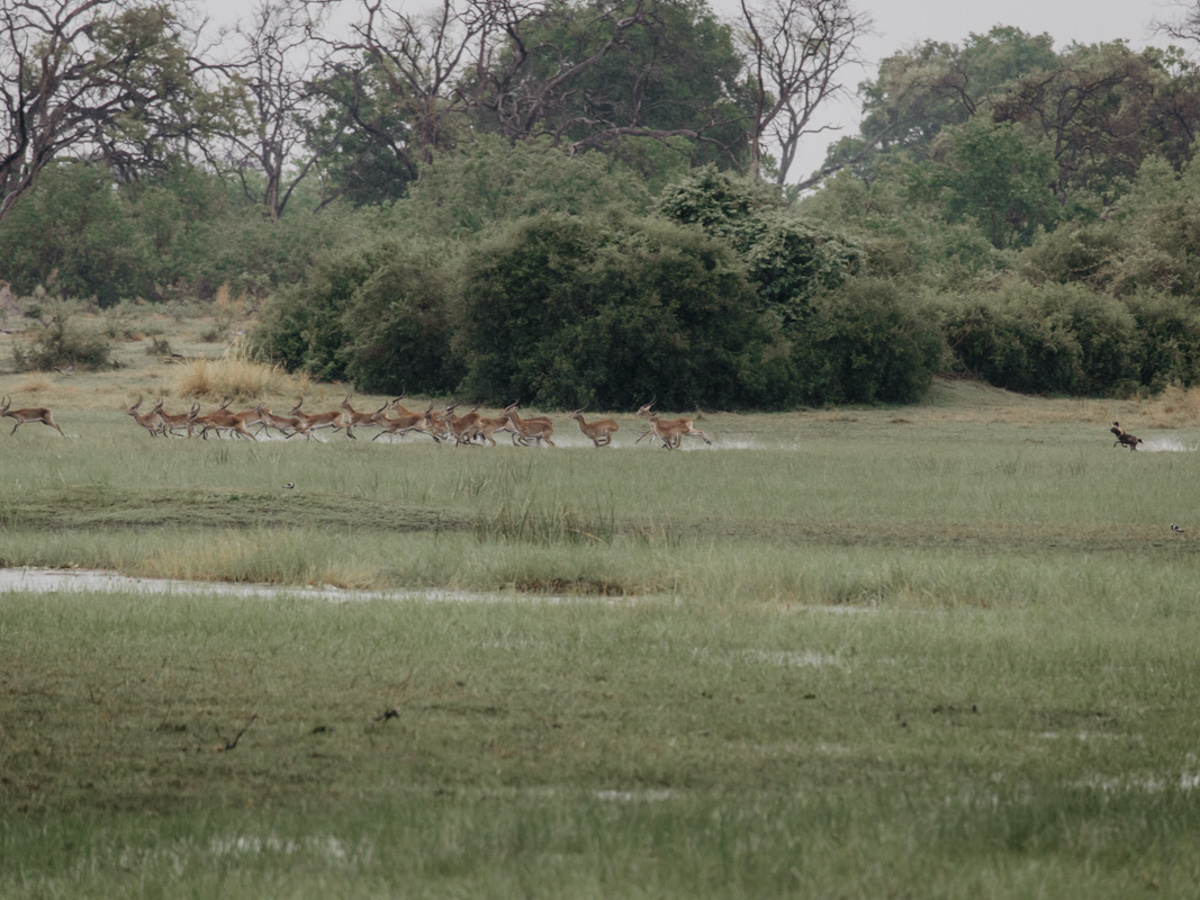 COCOtravel Botswana GreatPlains DubaExplorersCamp Safari GameDrive 73 COCOtravel Botswana GreatPlains DubaExplorersCamp Safari GameDrive 73