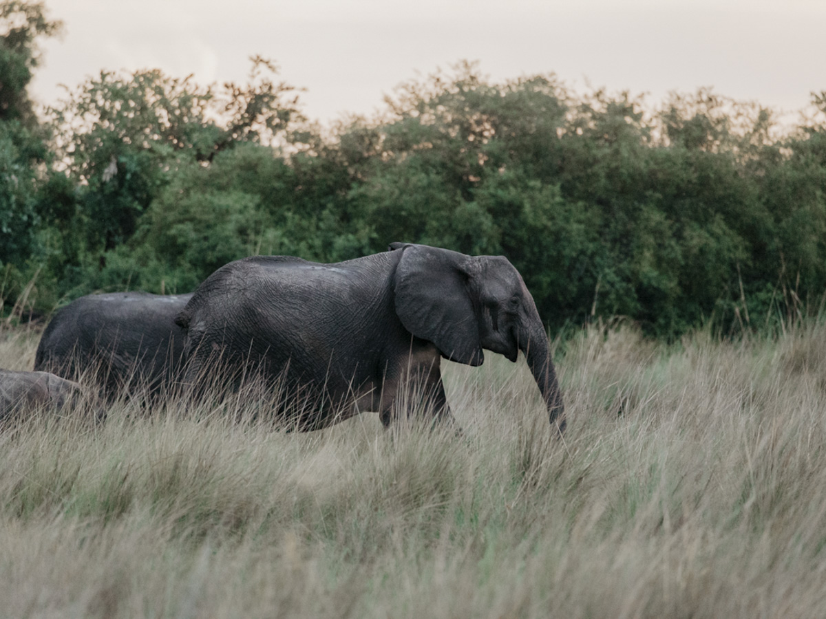 COCOtravel Botswana GreatPlains DubaExplorersCamp Safari GameDrive 81 COCOtravel Botswana GreatPlains DubaExplorersCamp Safari GameDrive 81
