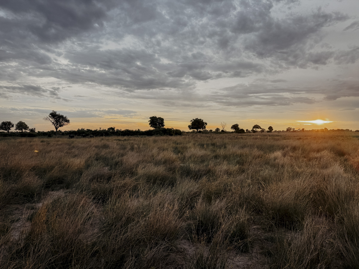 COCOtravel Botswana GreatPlains DubaExplorersCamp Safari GameDrive 92 COCOtravel Botswana GreatPlains DubaExplorersCamp Safari GameDrive 92
