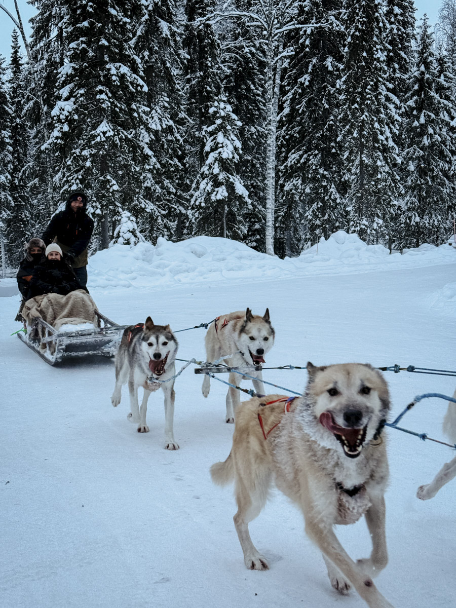 COCOtravel Lappland NovaGalaxyVillage Huskies 11 COCOtravel Lappland NovaGalaxyVillage Huskies 11