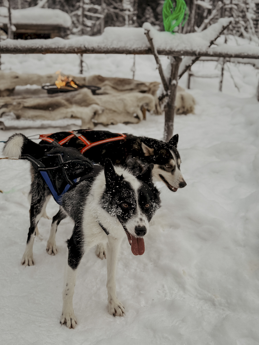 COCOtravel Lappland NovaSkylandHotel HuskyTour 11