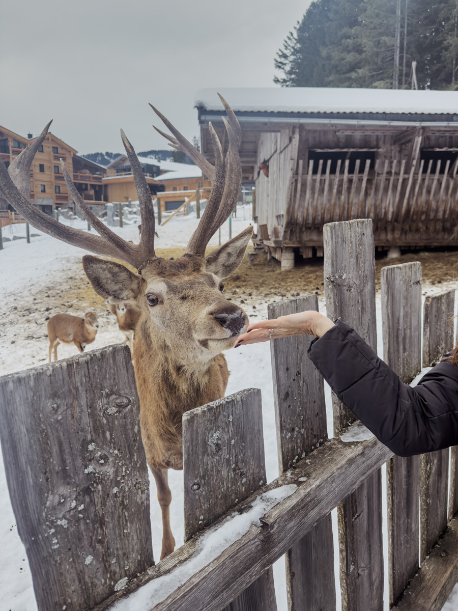 COCOtravel Oesterreich MariaAlm Jufenalm Wildgehege 7 COCOtravel Oesterreich MariaAlm Jufenalm Wildgehege 7