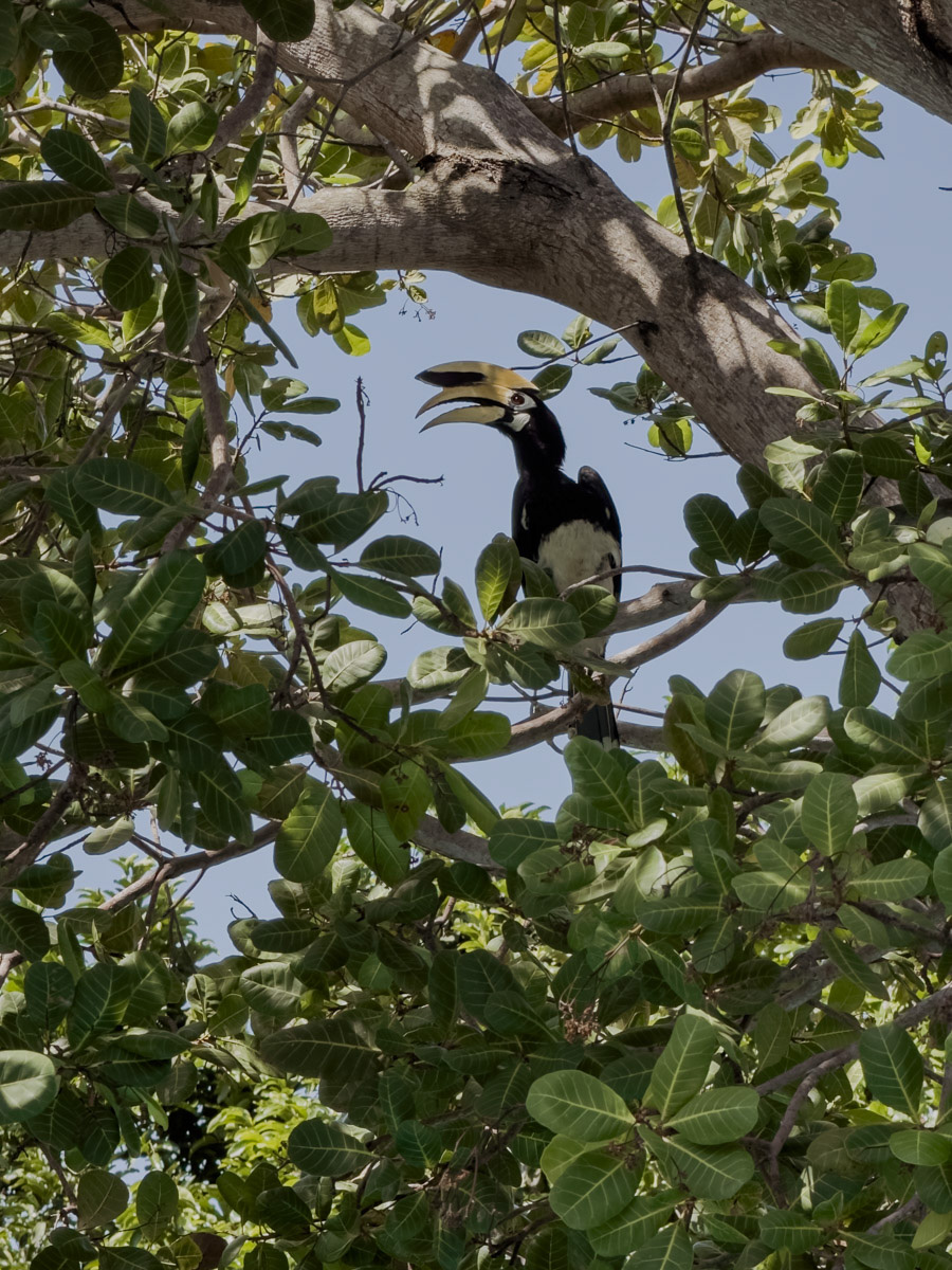 COCOtravel Thailand KohYaoNoi CapeKudu Hornbill COCOtravel Thailand KohYaoNoi CapeKudu Hornbill